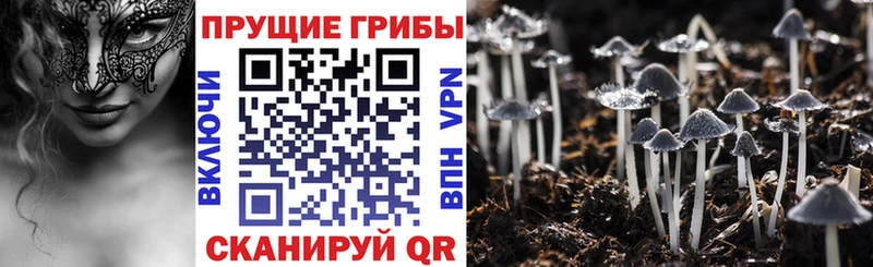 Псилоцибиновые грибы Psilocybine cubensis купить Аткарск